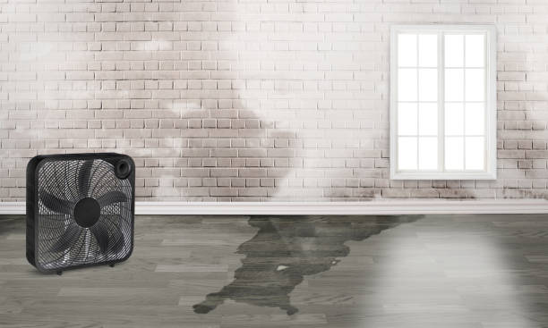 Best Carpet water damage restoration  in Hermantown, MN