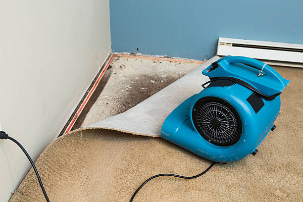 Best Water damage contractors near me  in Hermantown, MN